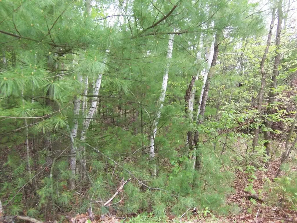Picture 11