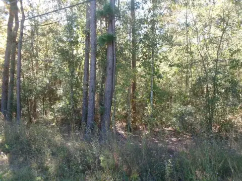 Picayune Vacant Wooded Lot