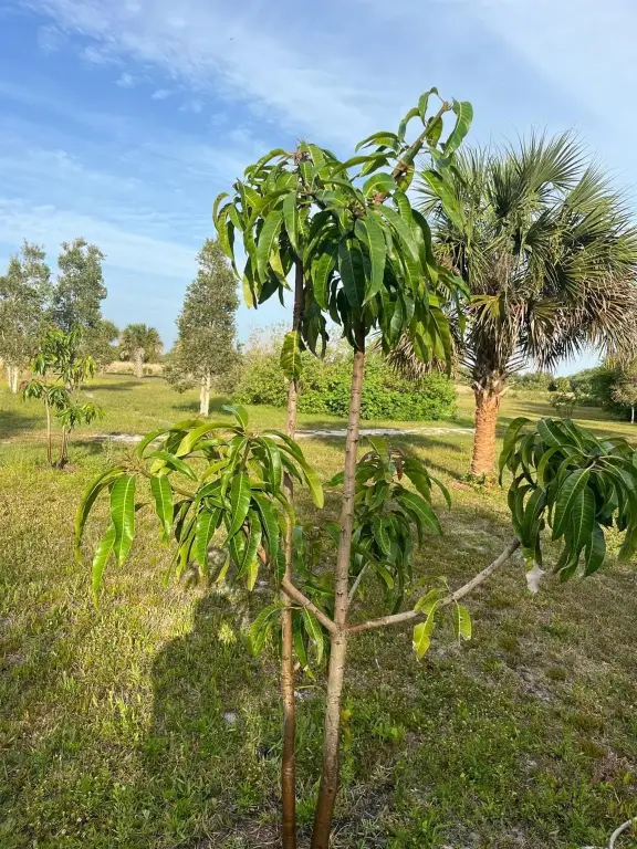 Picture 33