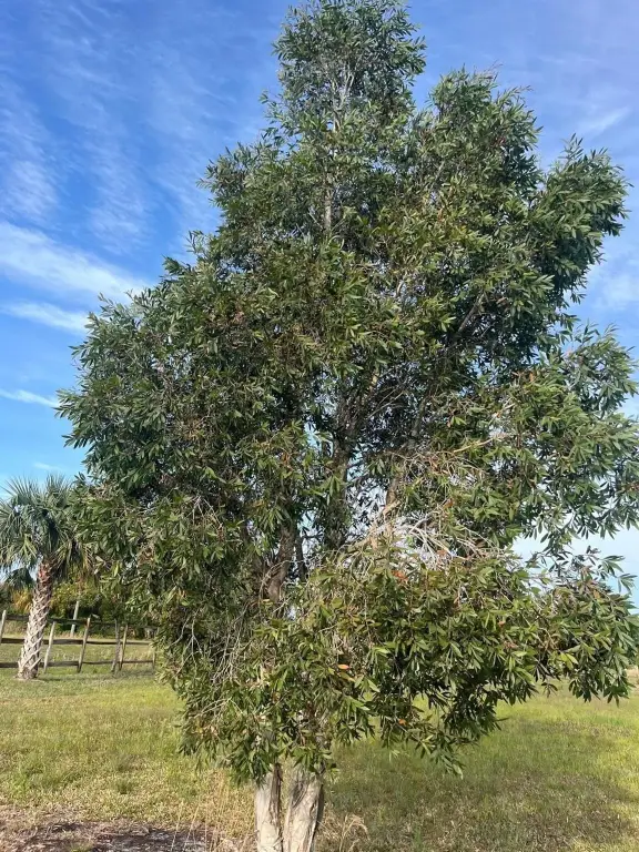 Picture 37