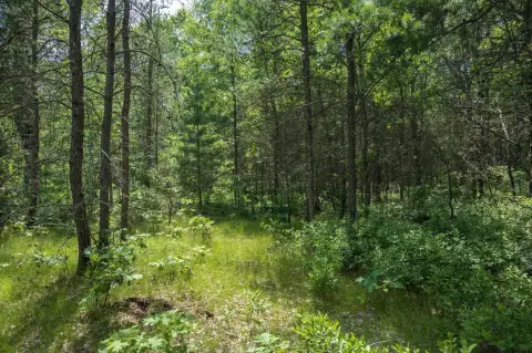 Recreational Hunting Land with Wetlands