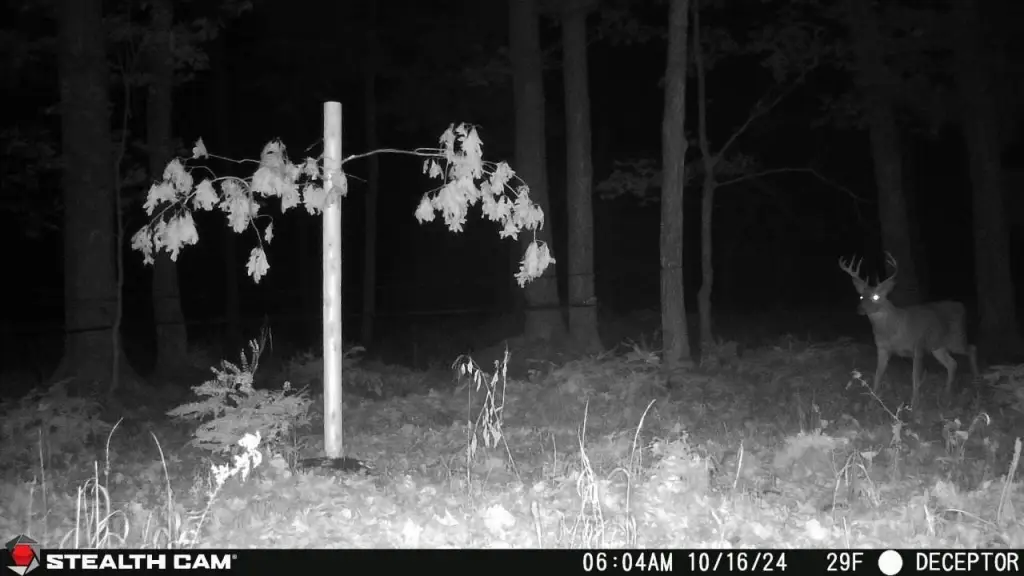 Picture 3