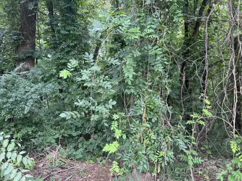 Wooded Land Parcel in New London