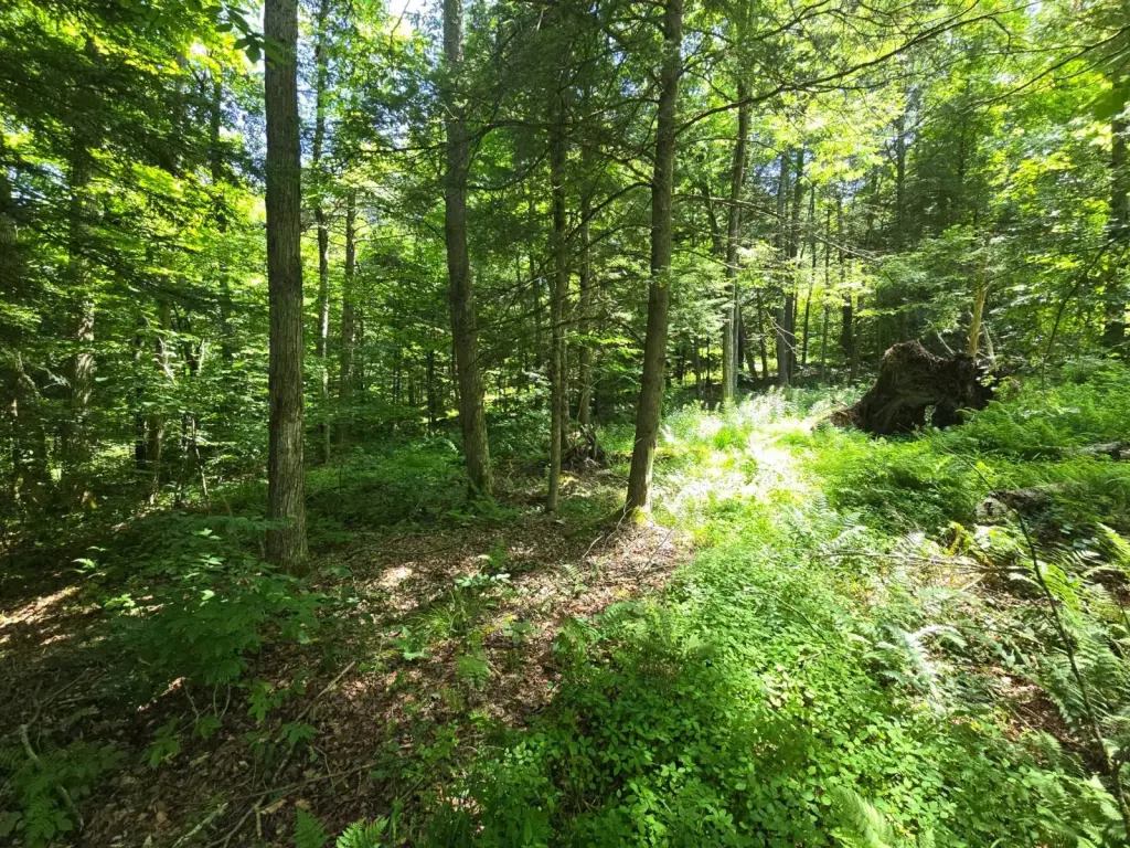 Picture 37