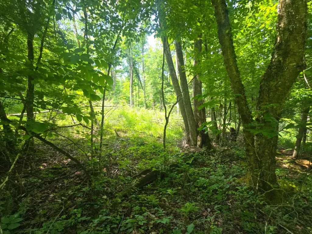 Picture 39
