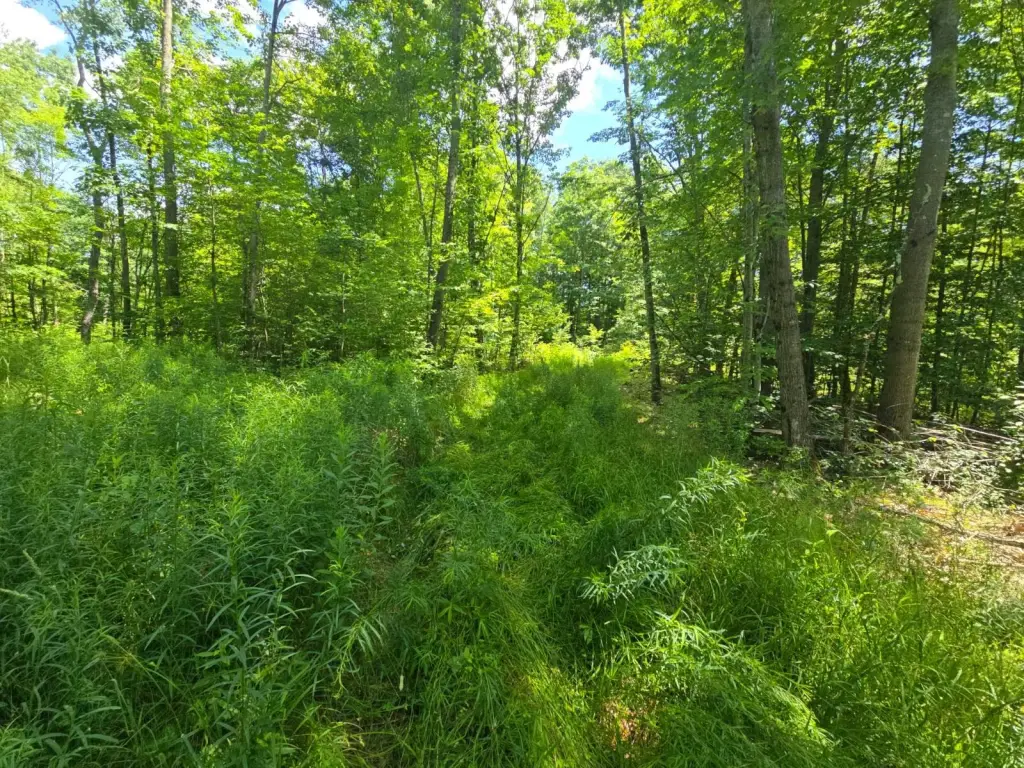 Picture 21