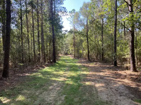 Hattiesburg Land with Extensive Trails