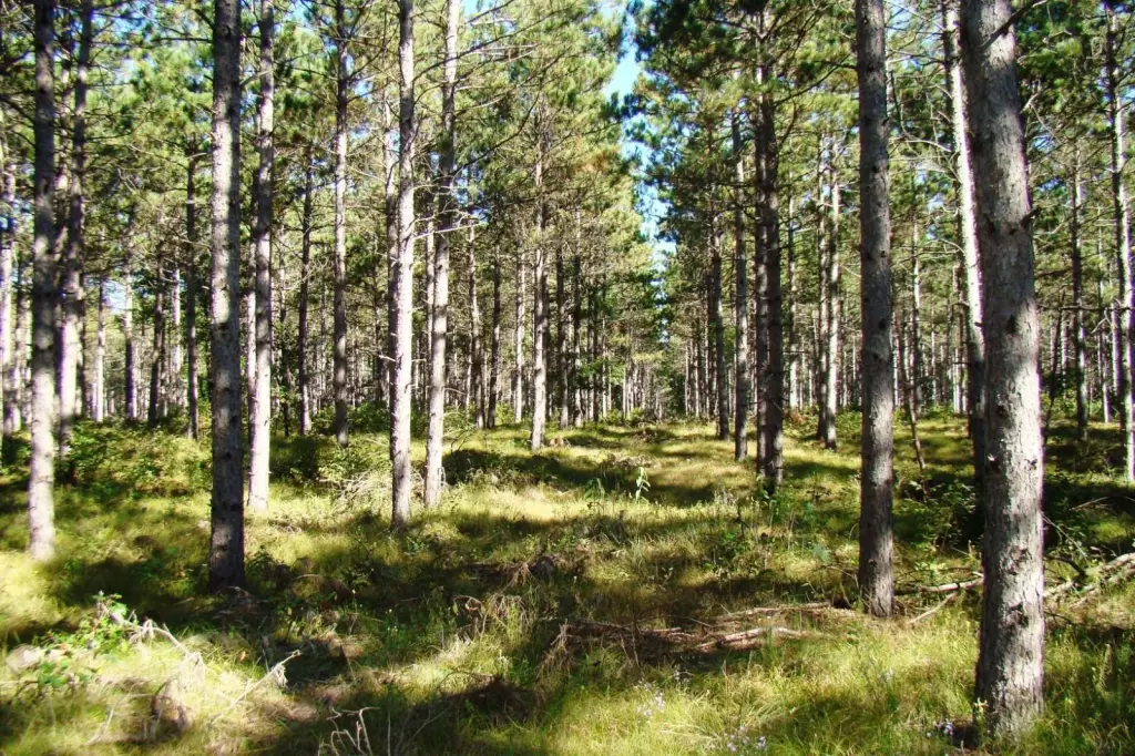 Picture 8