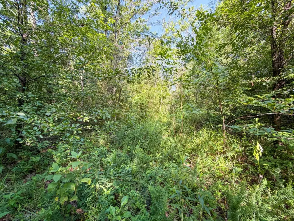 Picture 46
