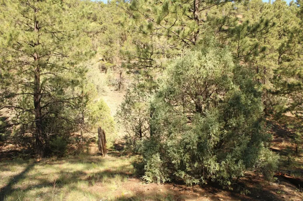 Picture 29