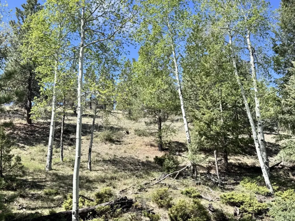 Picture 6
