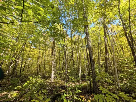 Wooded Land Bordering National Forest