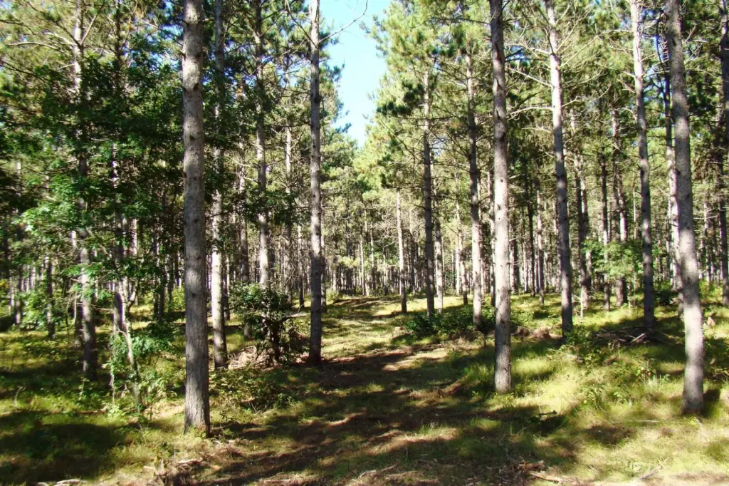 Picture 5