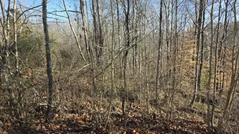 Revelo, KY Wooded Land Parcel