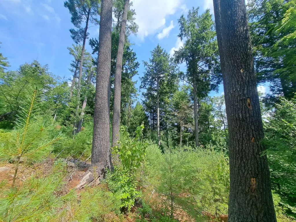 Picture 43