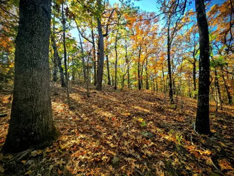 60 Acres Hunting Land, Bengal OK