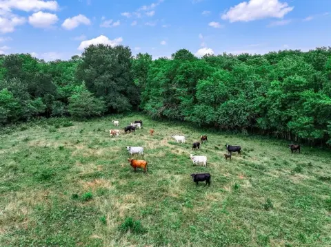 Pastureland with Mature Pecan Trees