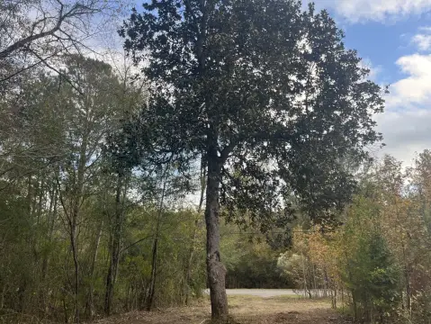 67 Acres of Mixed Timber