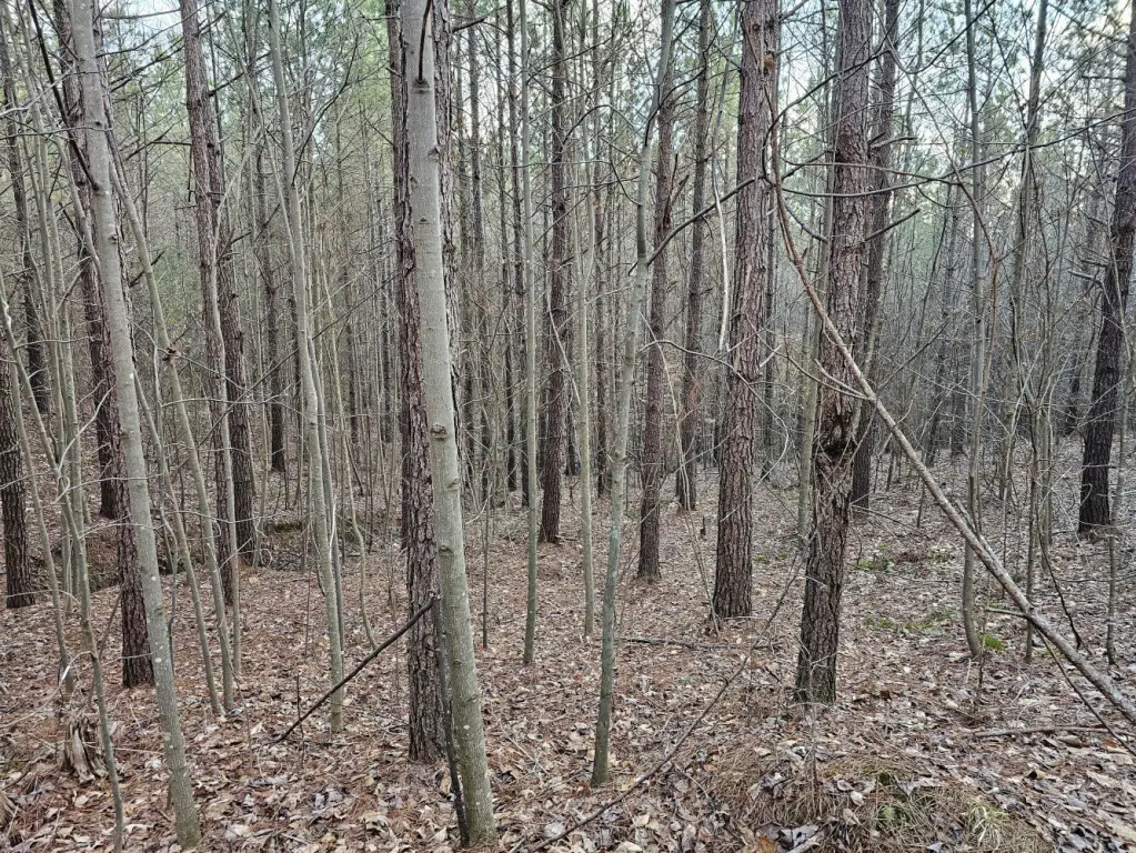 Picture 25
