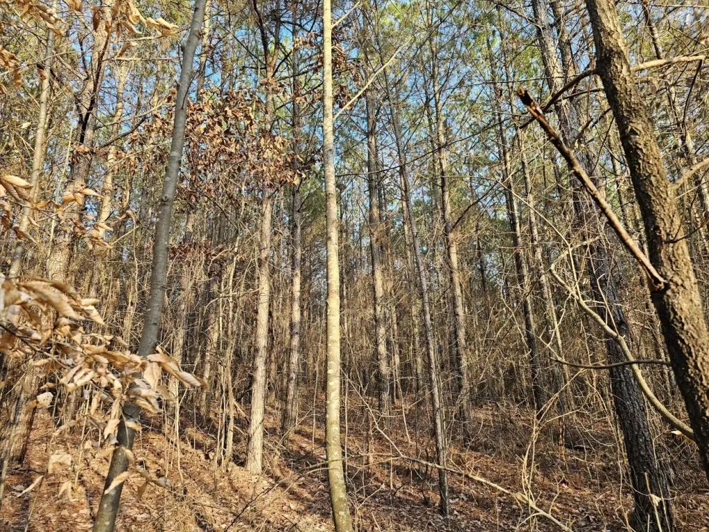 Picture 43