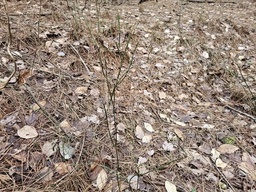 Picture 11
