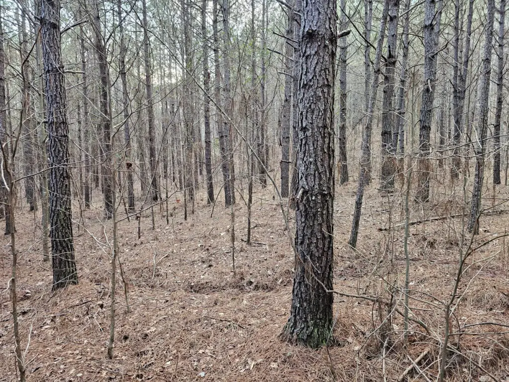 Picture 23