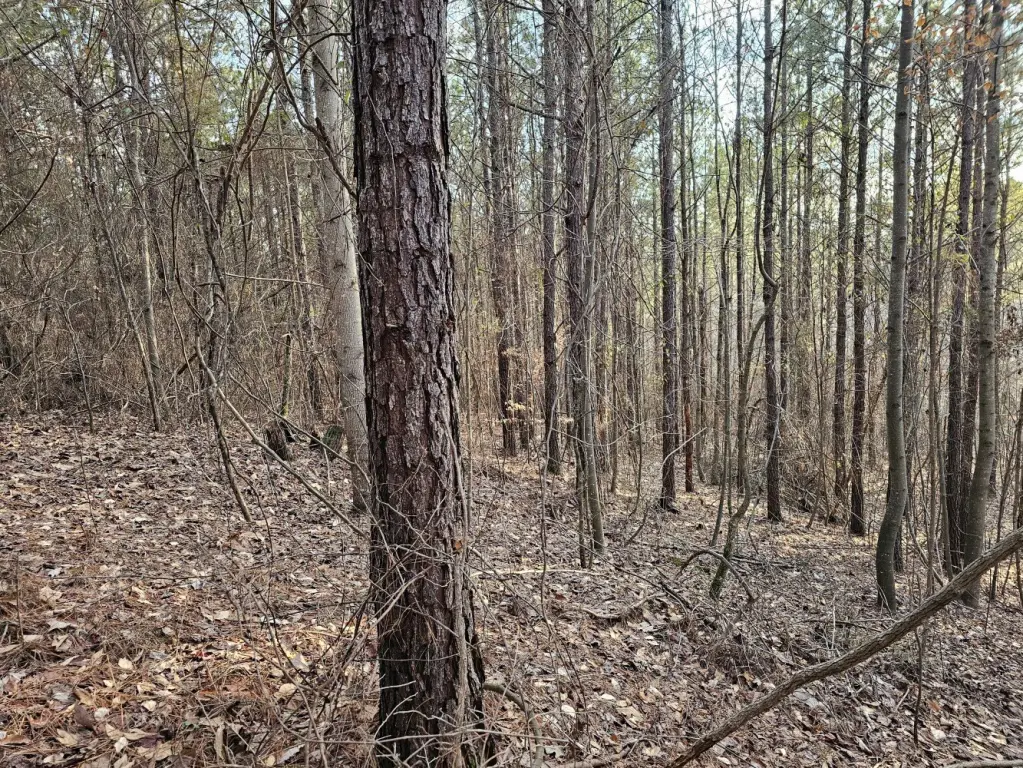 Picture 39