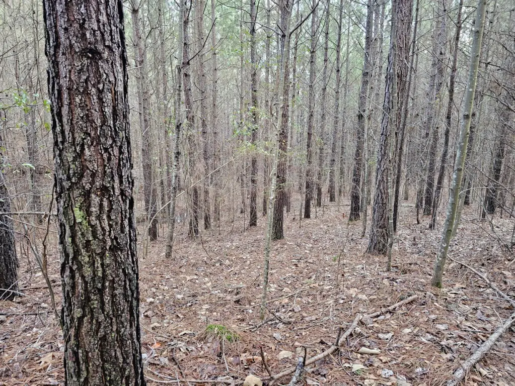 Picture 46