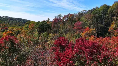 Wooded Hunting Land with Creek