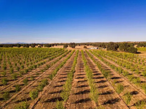 Red Bluff Almond Orchard Opportunity