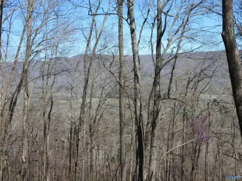 84 Acres of Wooded Land
