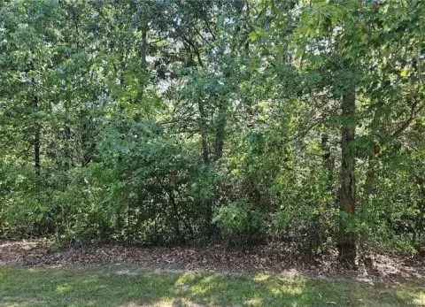 Wooded Land in Tarrant's Estates