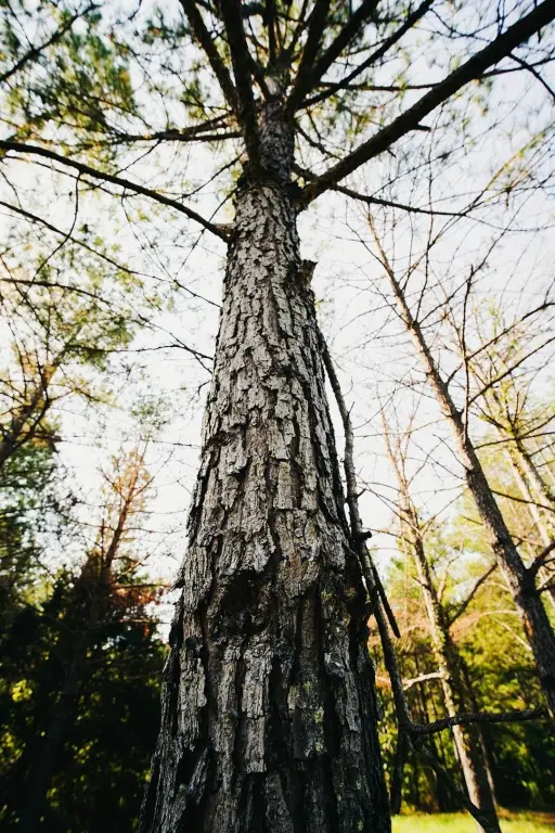 Picture 35
