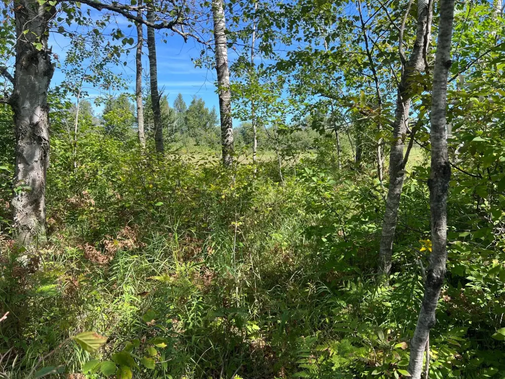 Picture 21