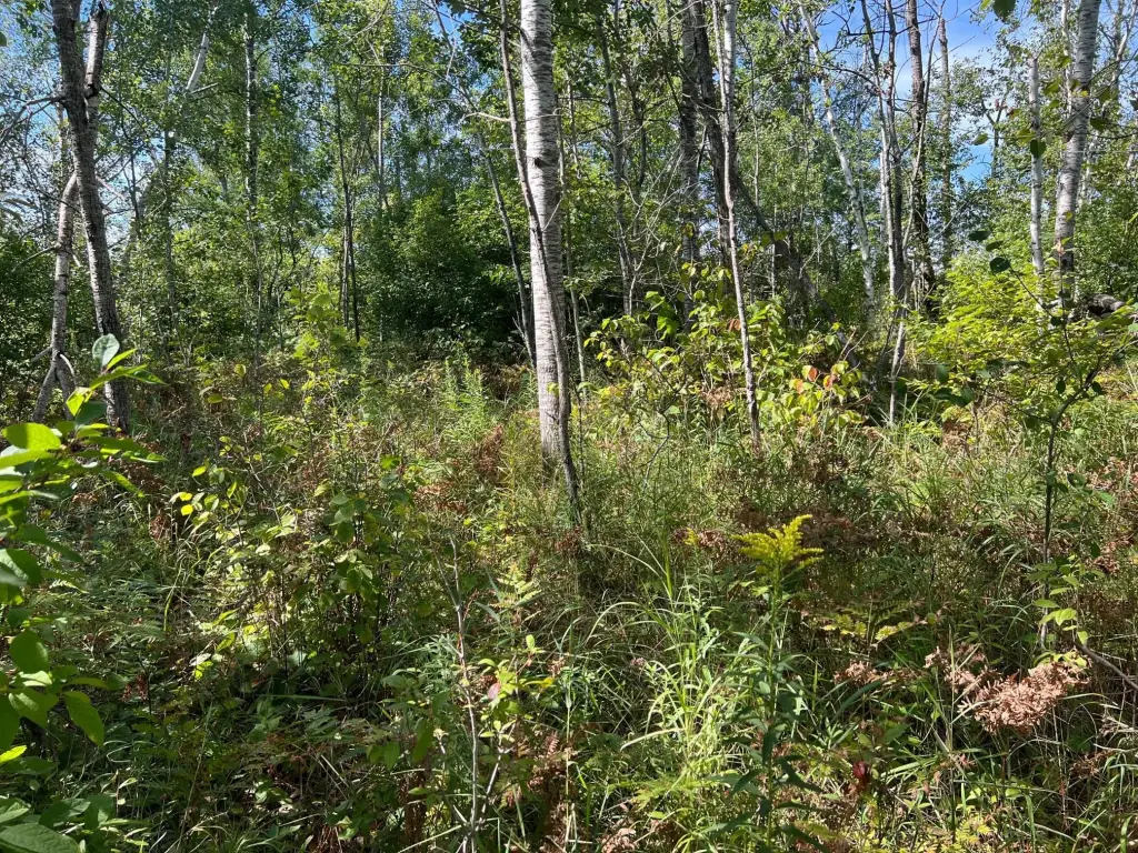 Picture 19