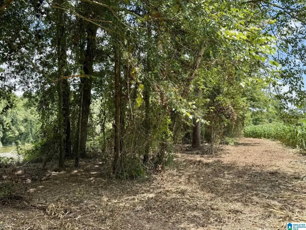 Picture 21