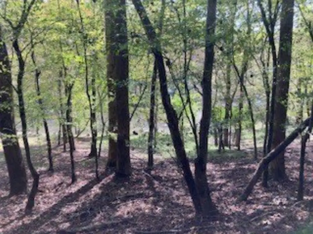 Picture 5