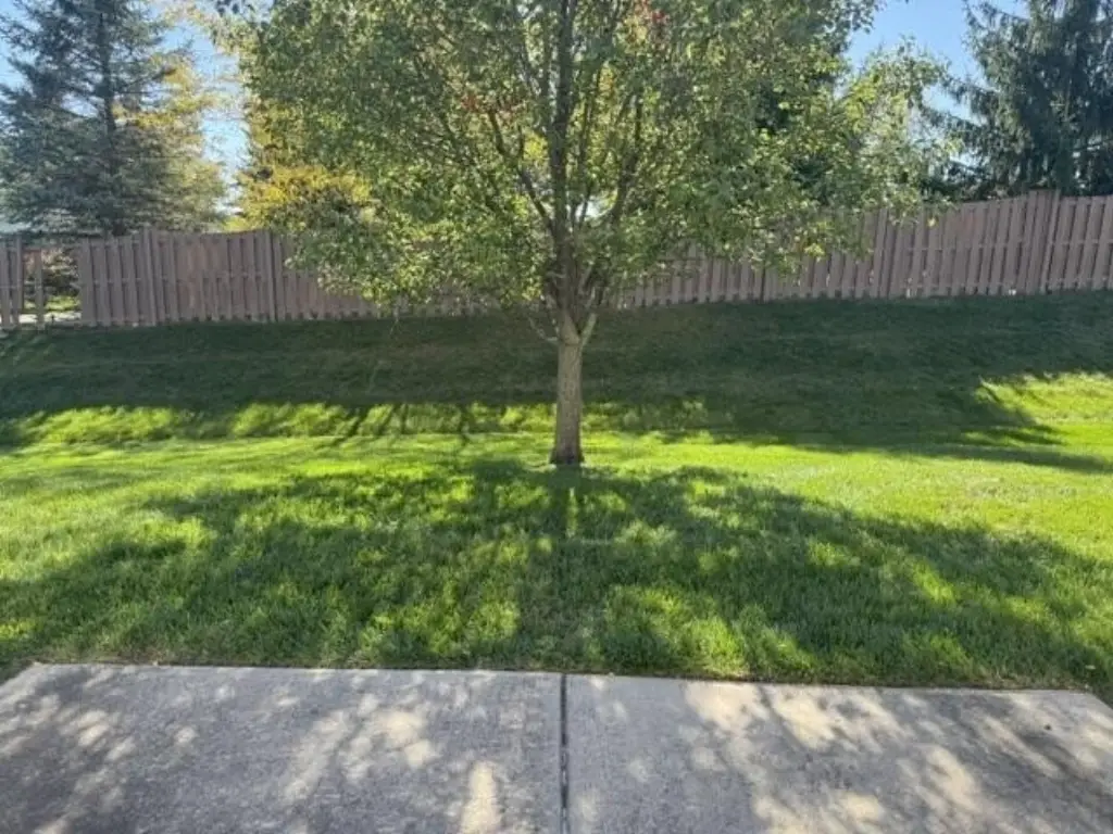 Picture 19