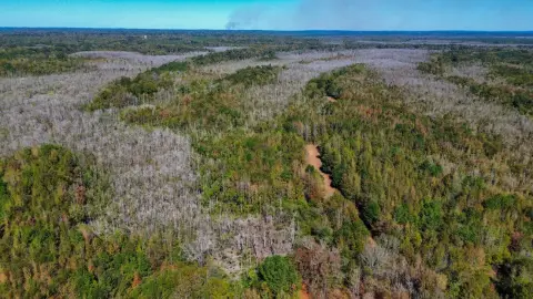 Selma, AL Hunting Land