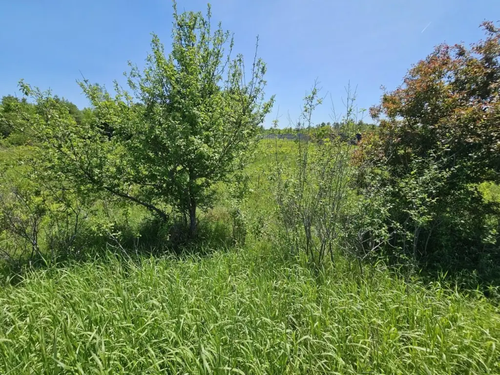 Picture 17