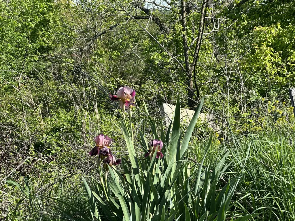 Picture 5