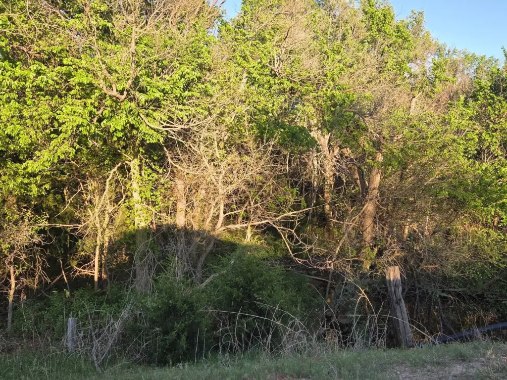 Picture 8
