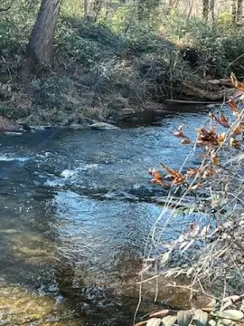 Creekfront Wooded Lot in Georgia