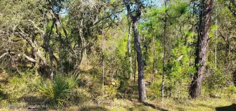 Residential Land in Weeki Wachee