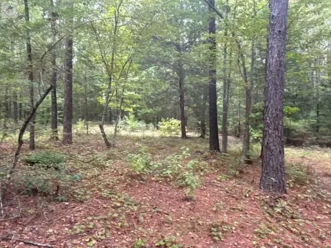 49.50 Acres Hunting Land, Linden, TX