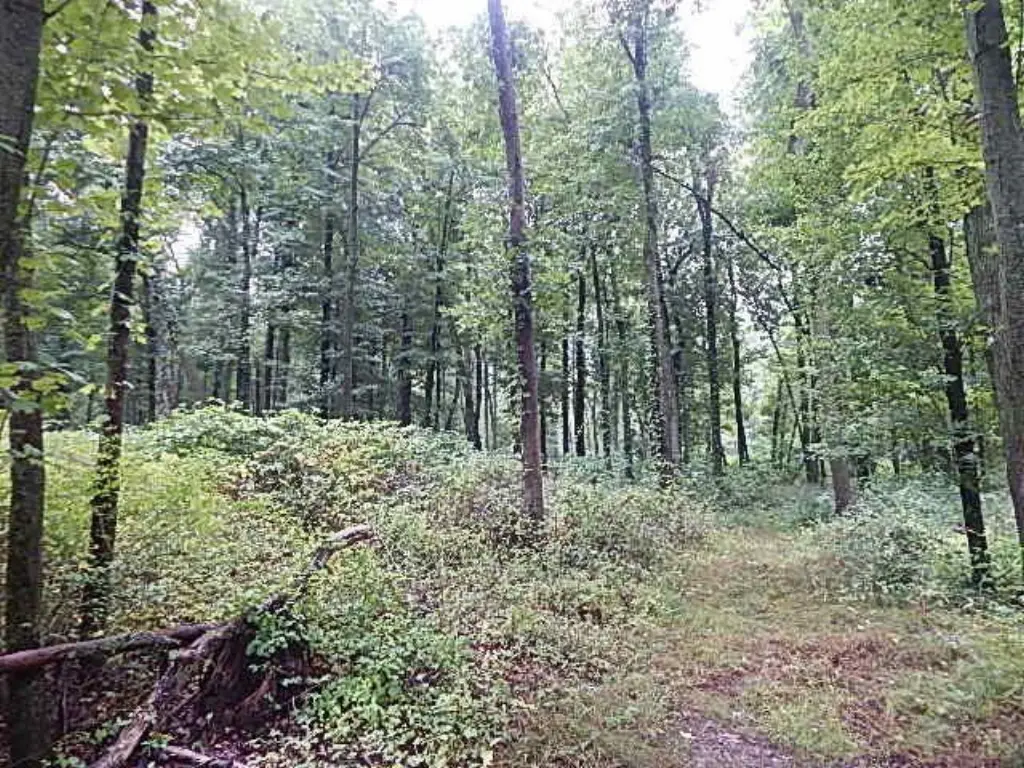 Picture 27