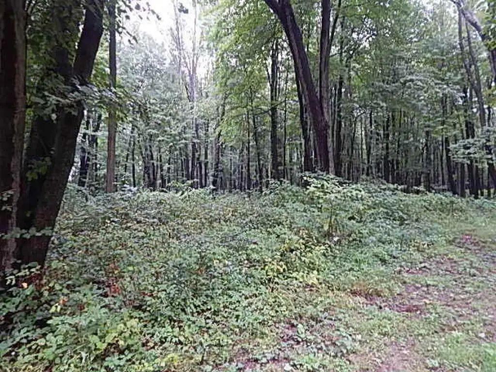 Picture 31