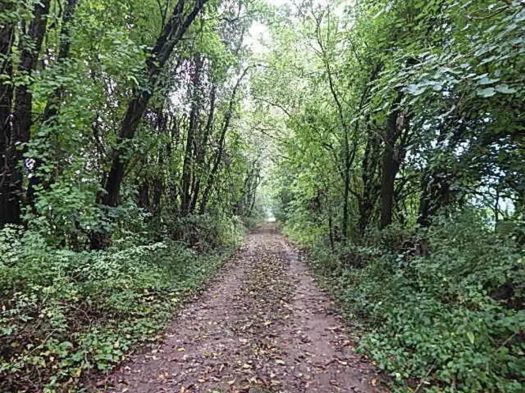 Picture 28
