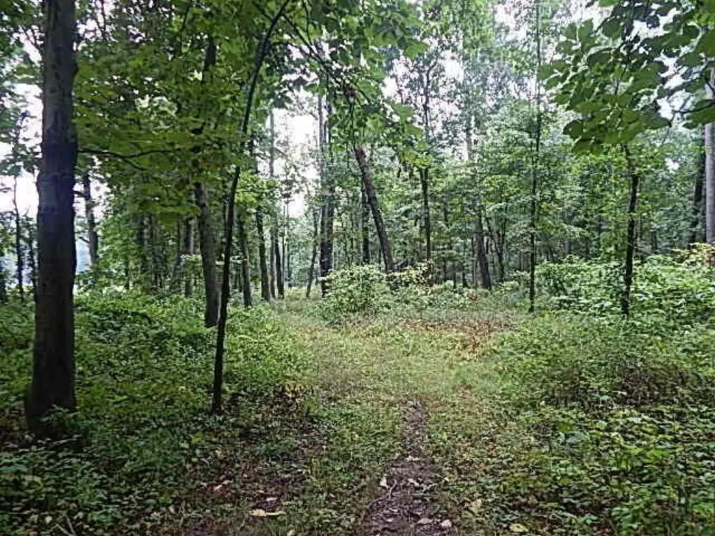 Picture 36