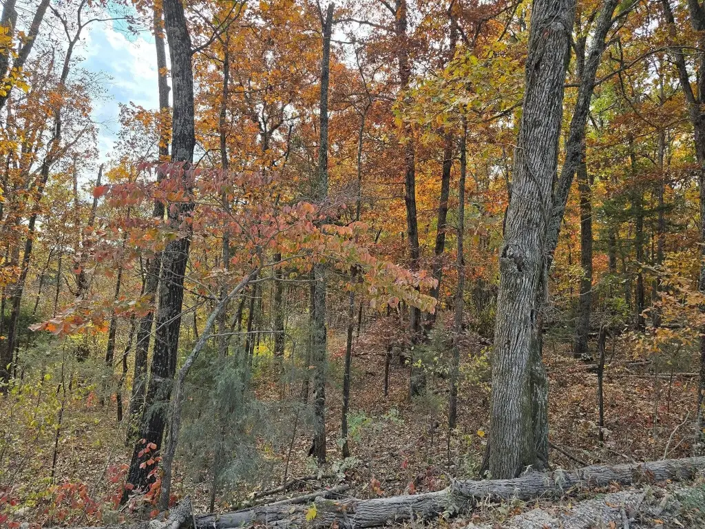 Picture 5